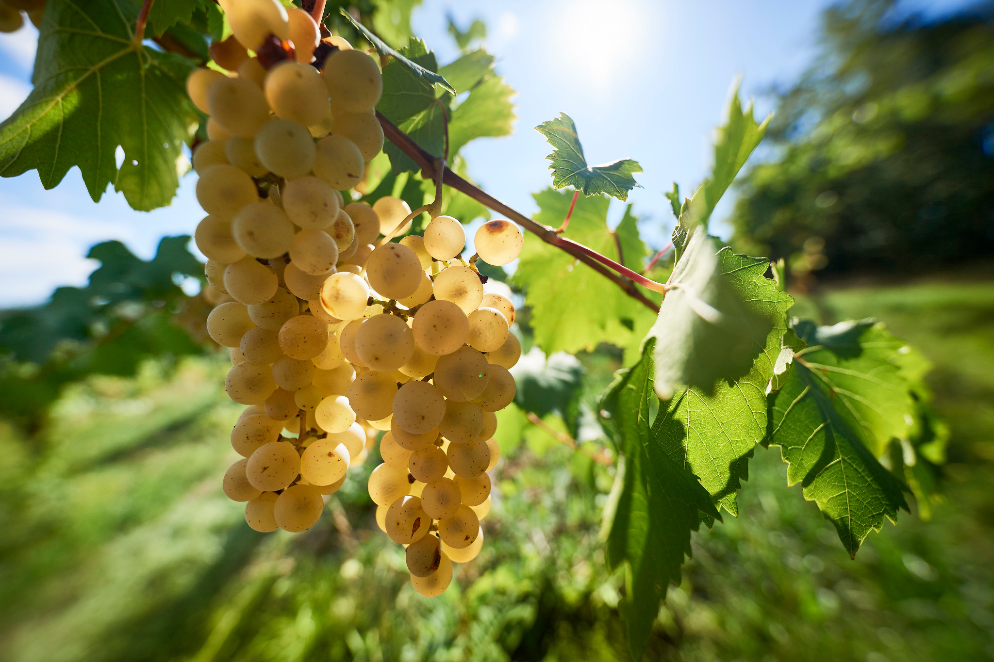 Sauvignon Vert grapes